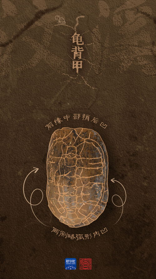国宝画重点丨瞧瞧,这是海岸带先民的生活美学